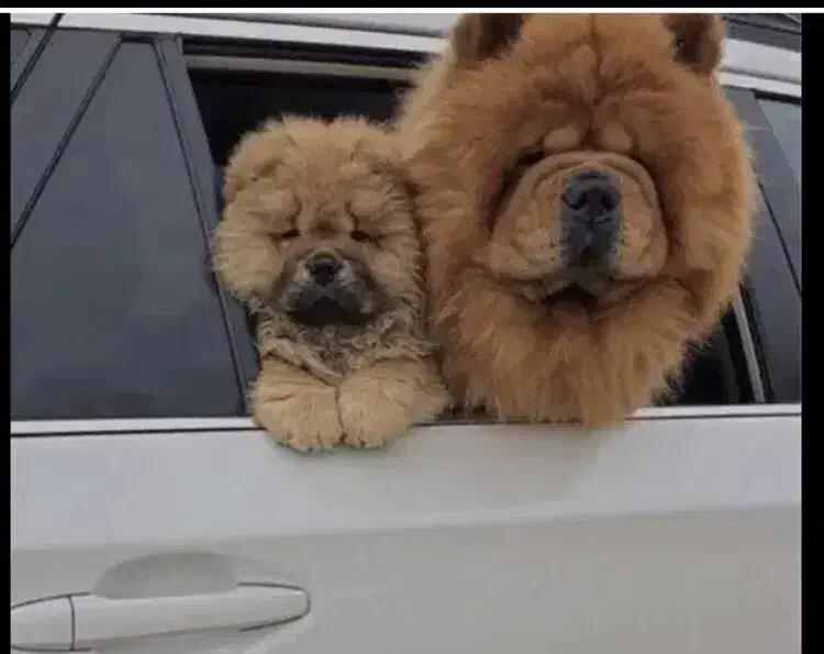 سگ چاو چاو|سگ|تهران, اختیاریه|دیوار