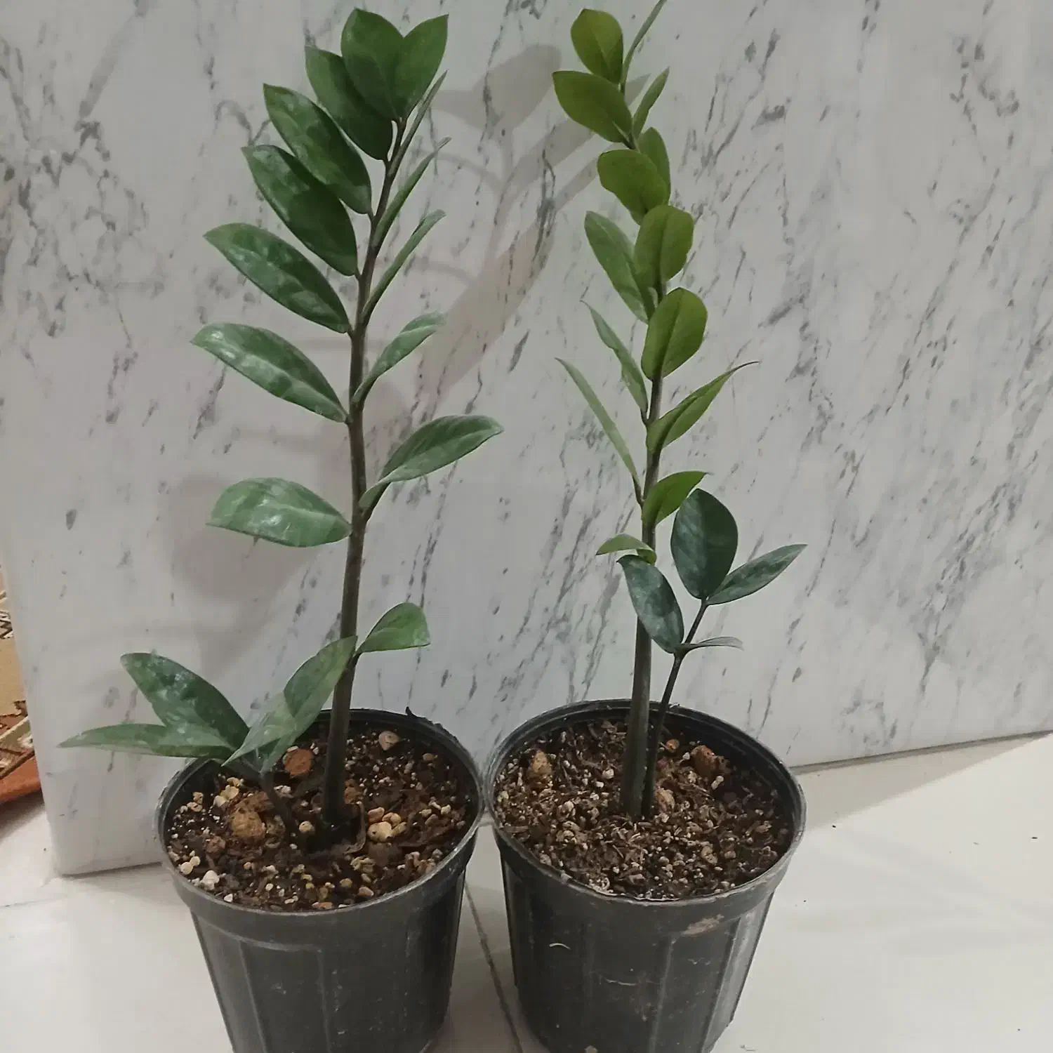 زامفولیا ۱۰۰|گل و گیاه طبیعی|سمنان, |دیوار