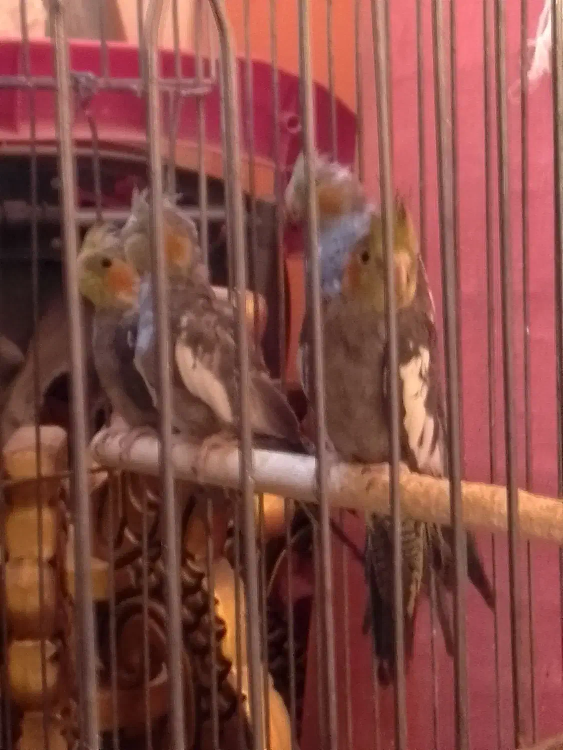 عروس هلندی|پرنده|جوادآباد, |دیوار