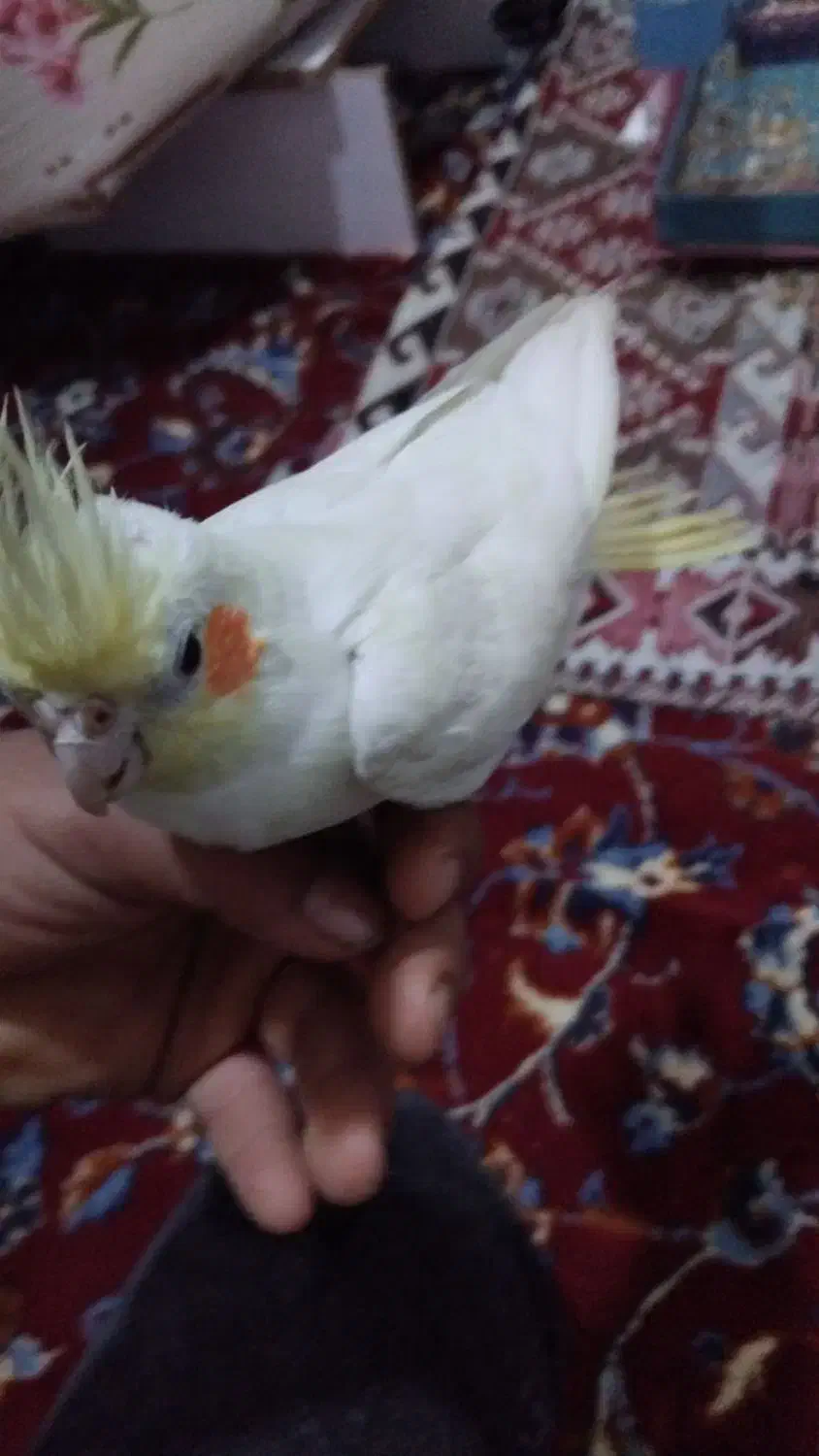 شهرک|پرنده|شادگان, |دیوار
