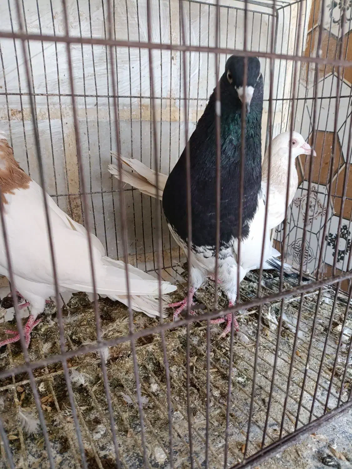 کبوتر کله سیاه نر پرنده شرطی|پرنده|باوی, |دیوار