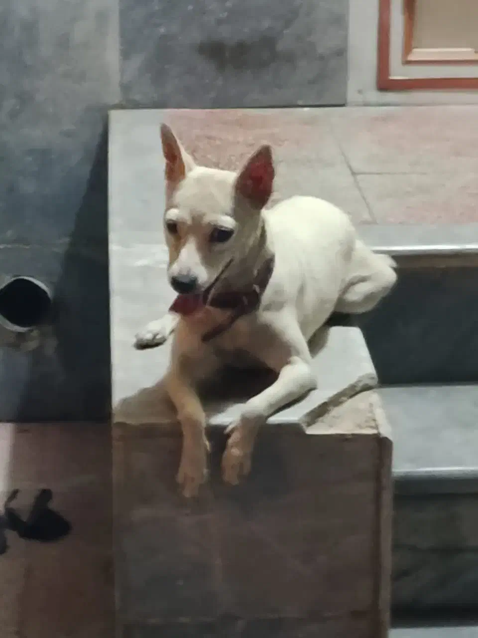 واگذاری سگ|سگ|شیراز, فاضل|دیوار