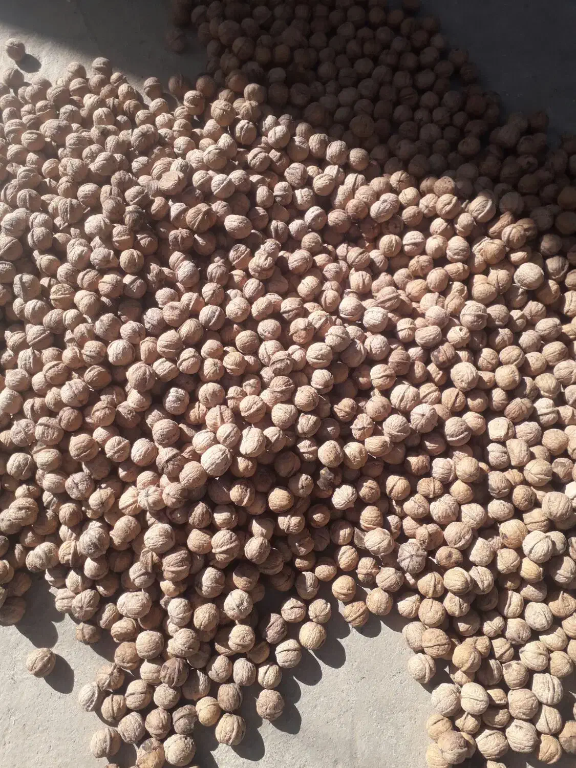 گردو  امسال|خوردنی و آشامیدنی|اسدآباد, |دیوار