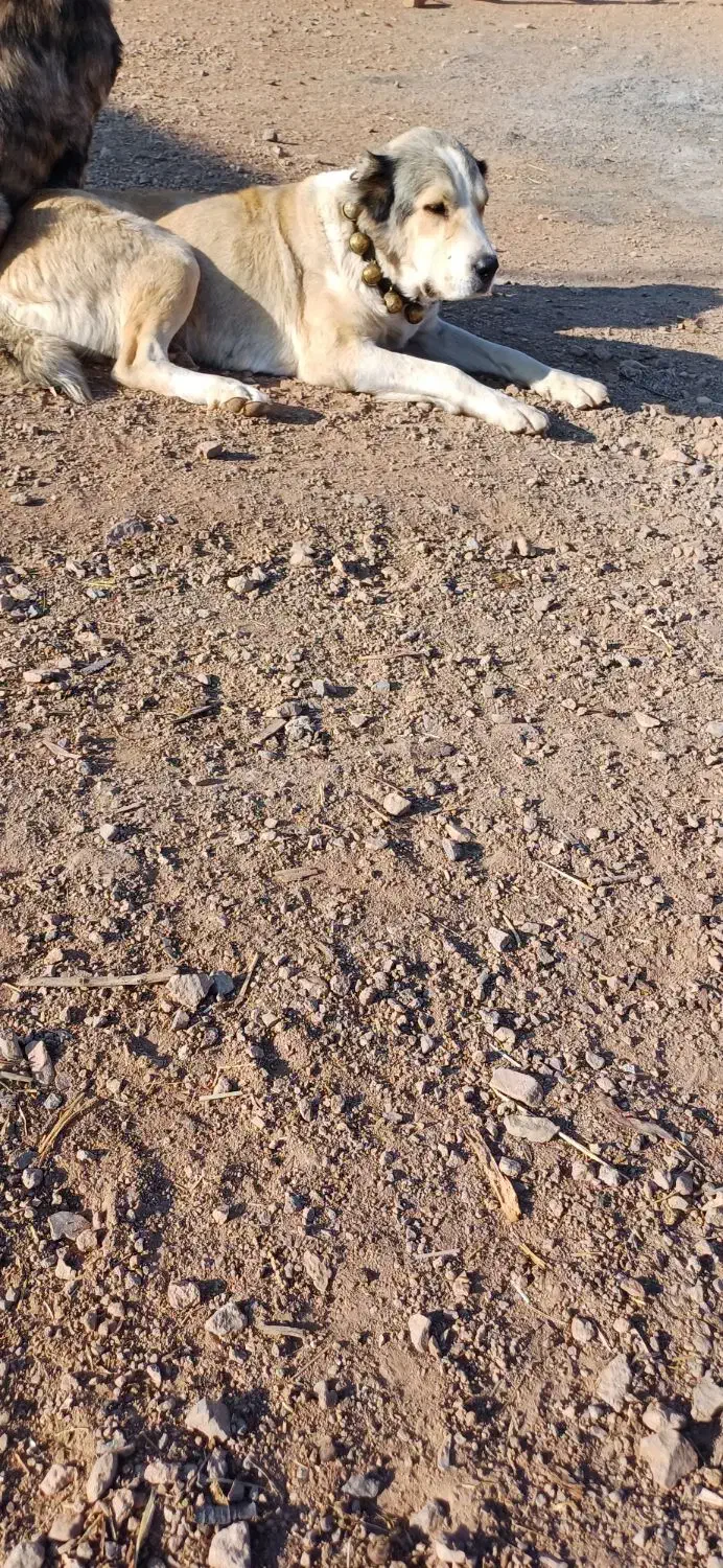 ماده سگیساله گله ای|سگ|اشتهارد, |دیوار