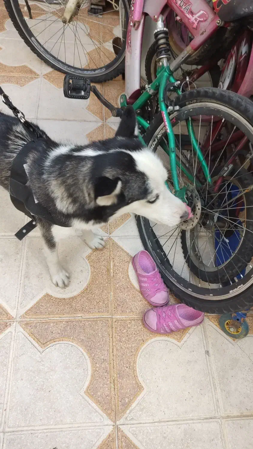 سگ هاسکی|سگ|شیراز, شهرک بهار|دیوار