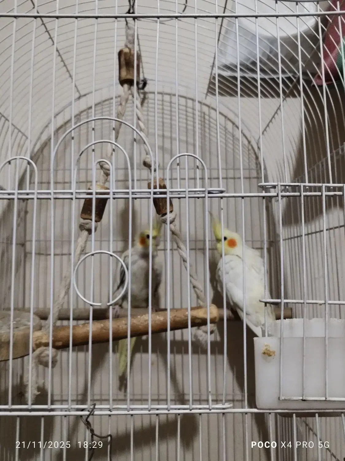 عروس هلندی|پرنده|وحیدیه, |دیوار