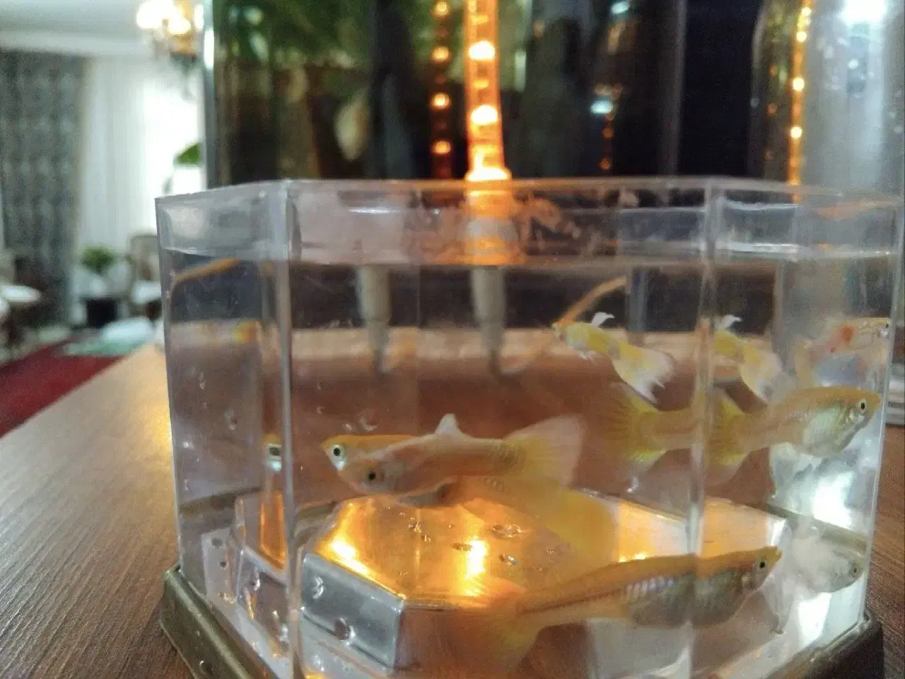 گوپی و پرت|ماهی|مشهد, نیروی هوایی|دیوار