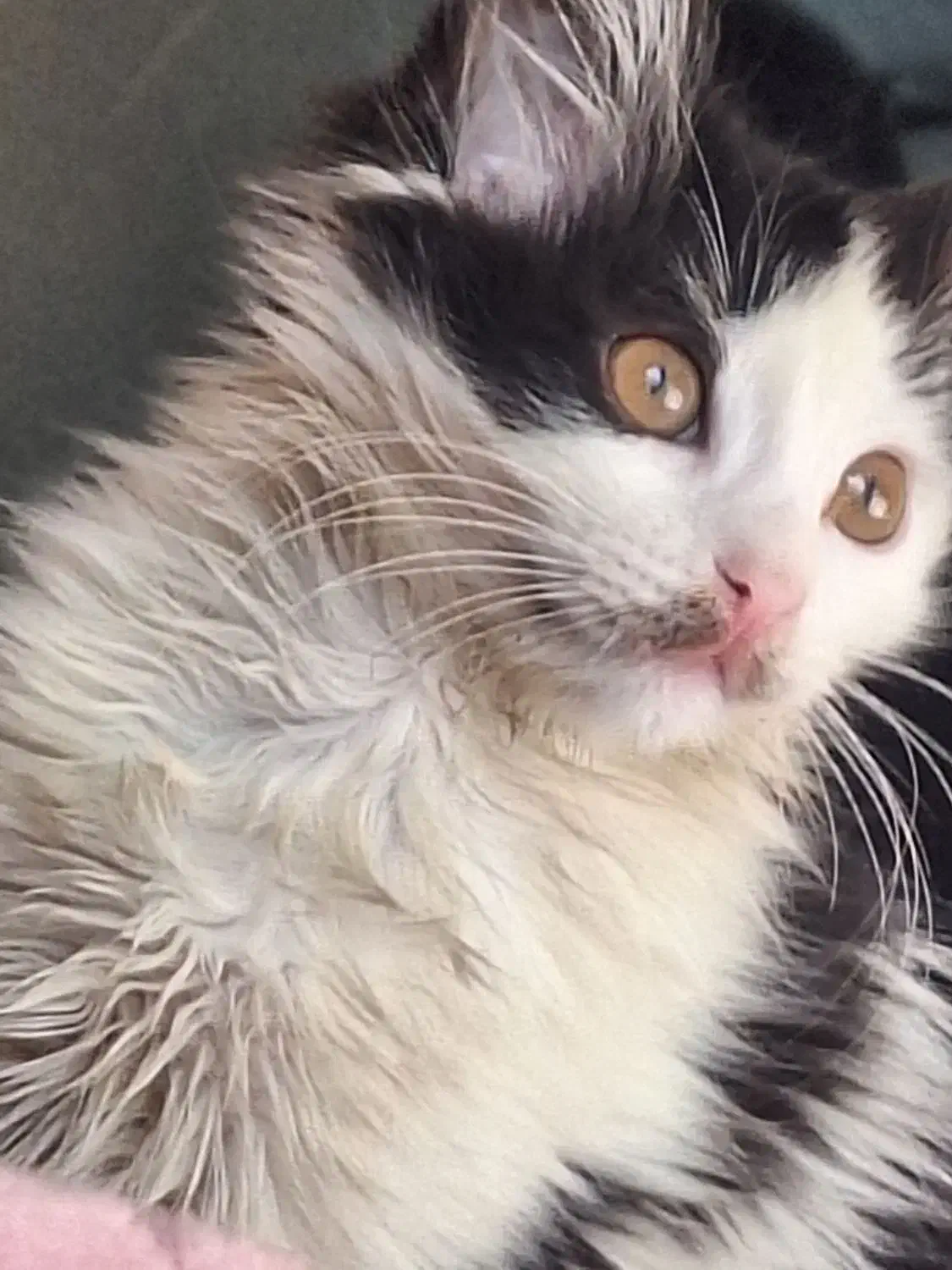 واگذاری پیشی|گربه|تهران, جوادیه تهرانپارس|دیوار