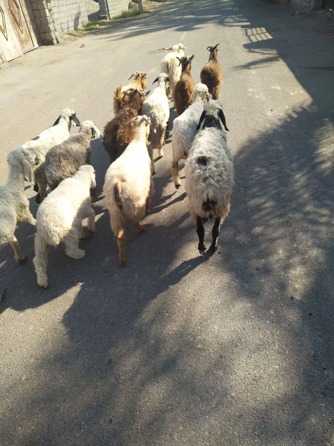 چند عدد گوسفند سرحال چاق مناسب کشتن و نگهداری|حیوانات مزرعه|گنبکی, |دیوار