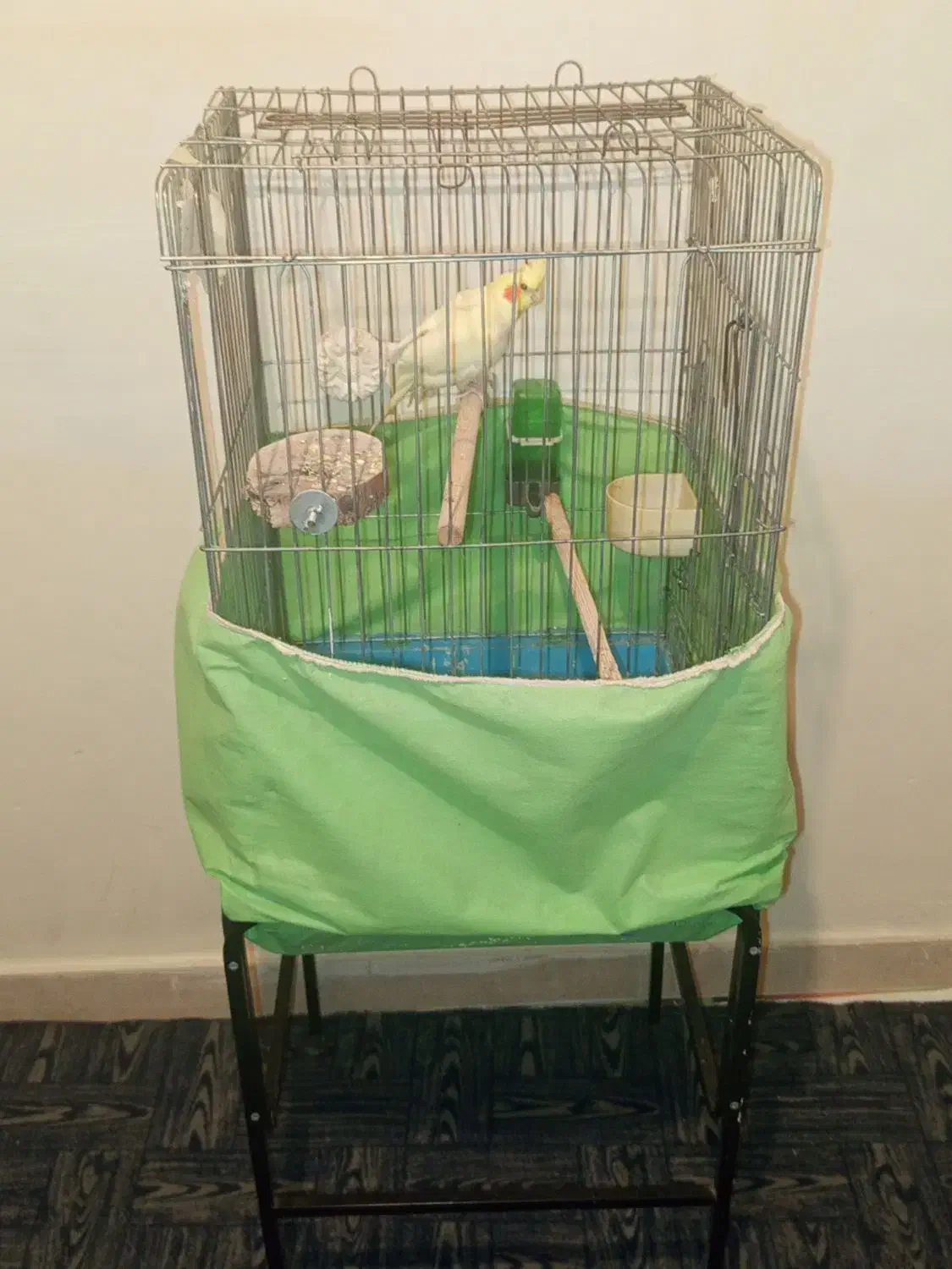 عروس هلندی ۵ماهه|پرنده|نسیمشهر, |دیوار