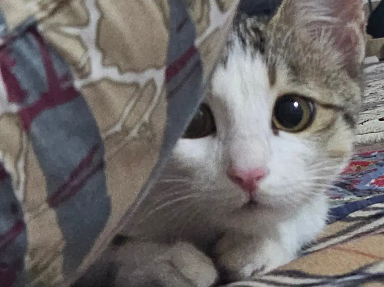 واگذاری دو گربه‌ی DSH|گربه|ارومیه, |دیوار