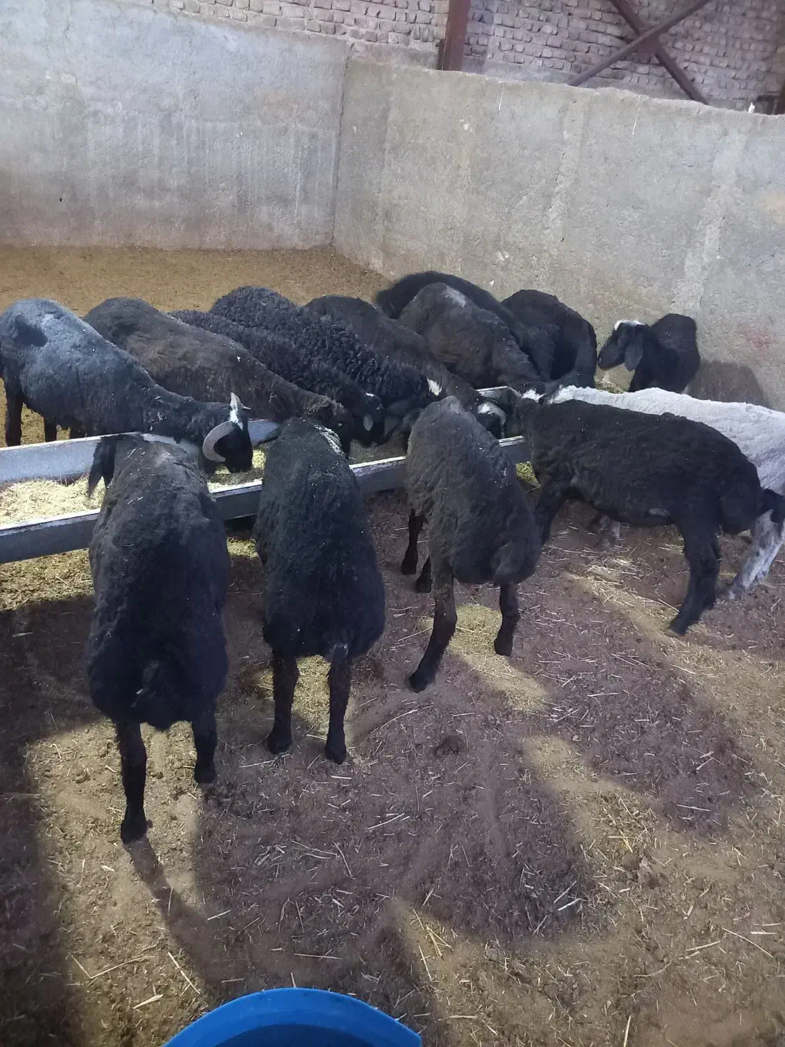 گوسفندزنده|حیوانات مزرعه|کهریزک, |دیوار