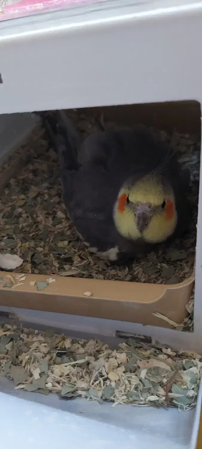 فروش یک جفت عروس هلندی با ۴جوجه|پرنده|هندیجان, |دیوار