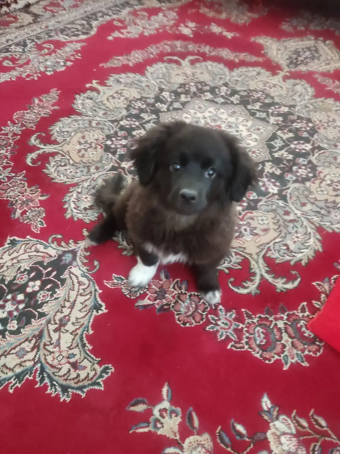 واگذاری سگ|سگ|شیراز, شهرک بزین|دیوار