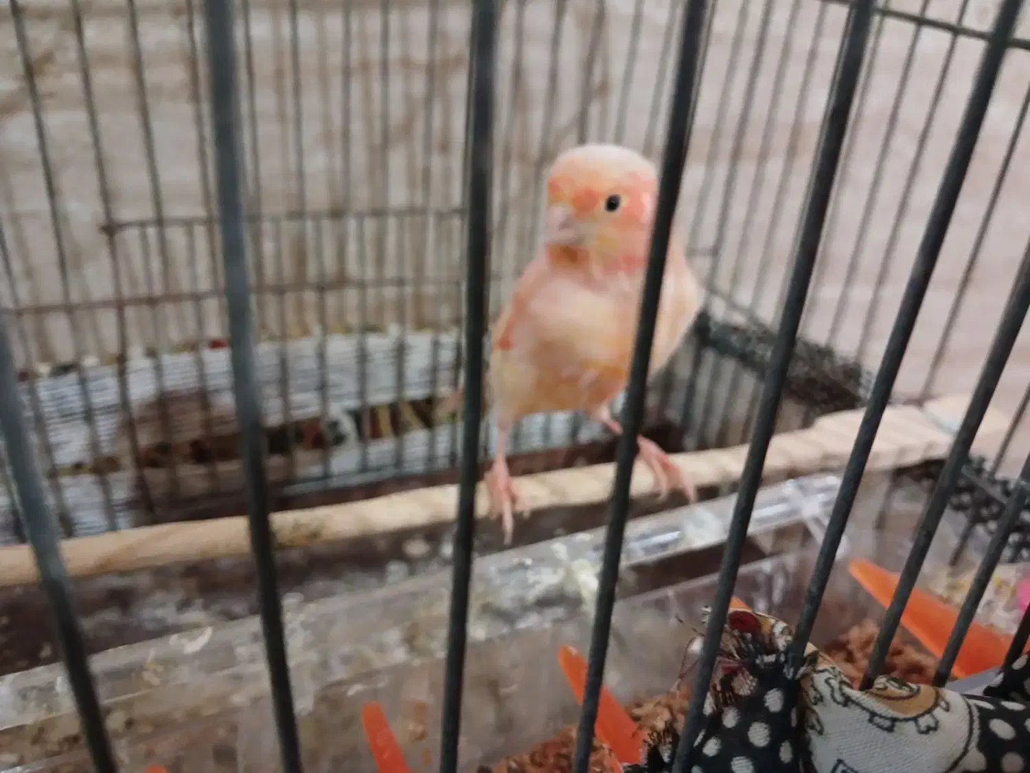 قناری ماده عالی فروشی1900|پرنده|نهبندان, |دیوار