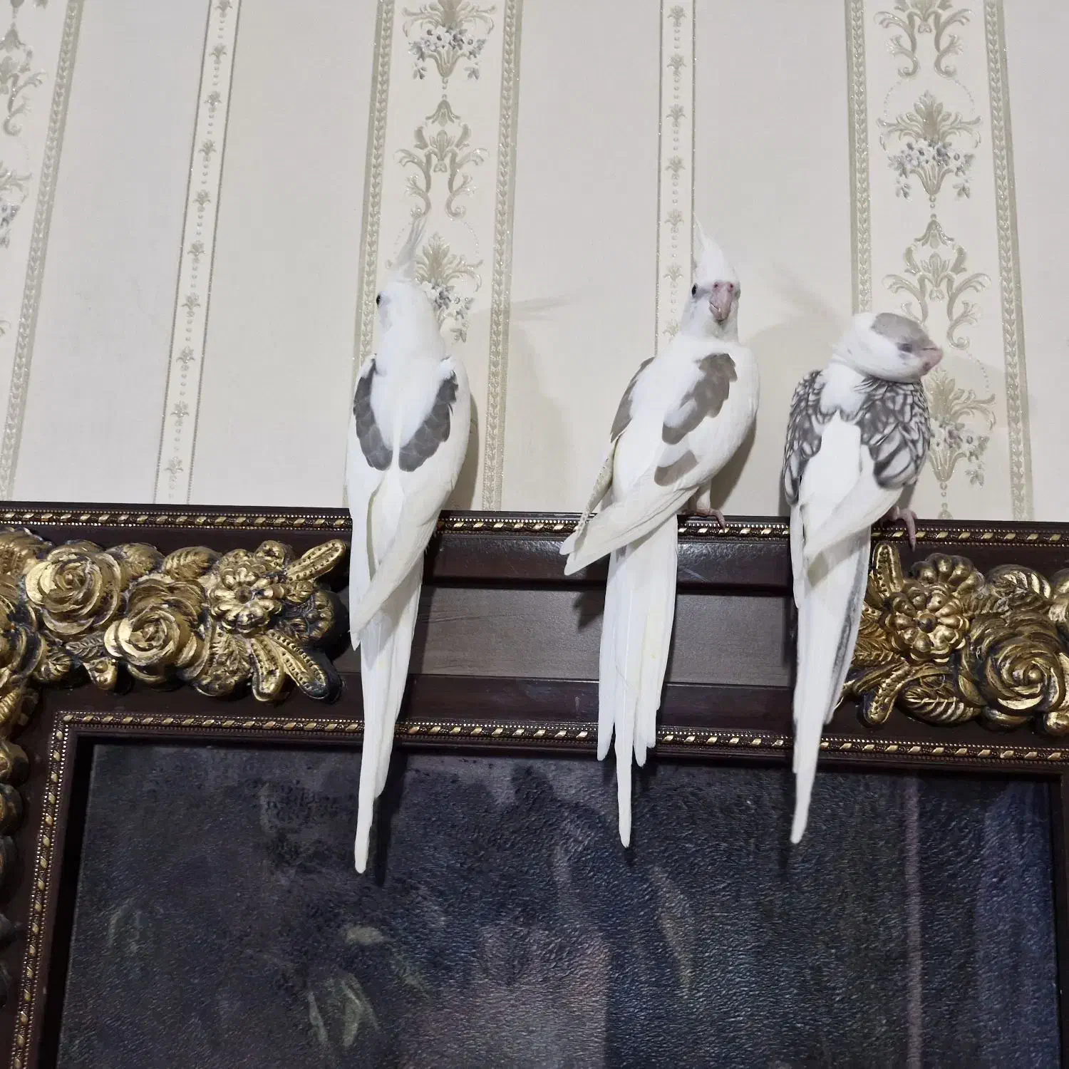 عروس هلندی البینو مهر نر|پرنده|ساوه, |دیوار