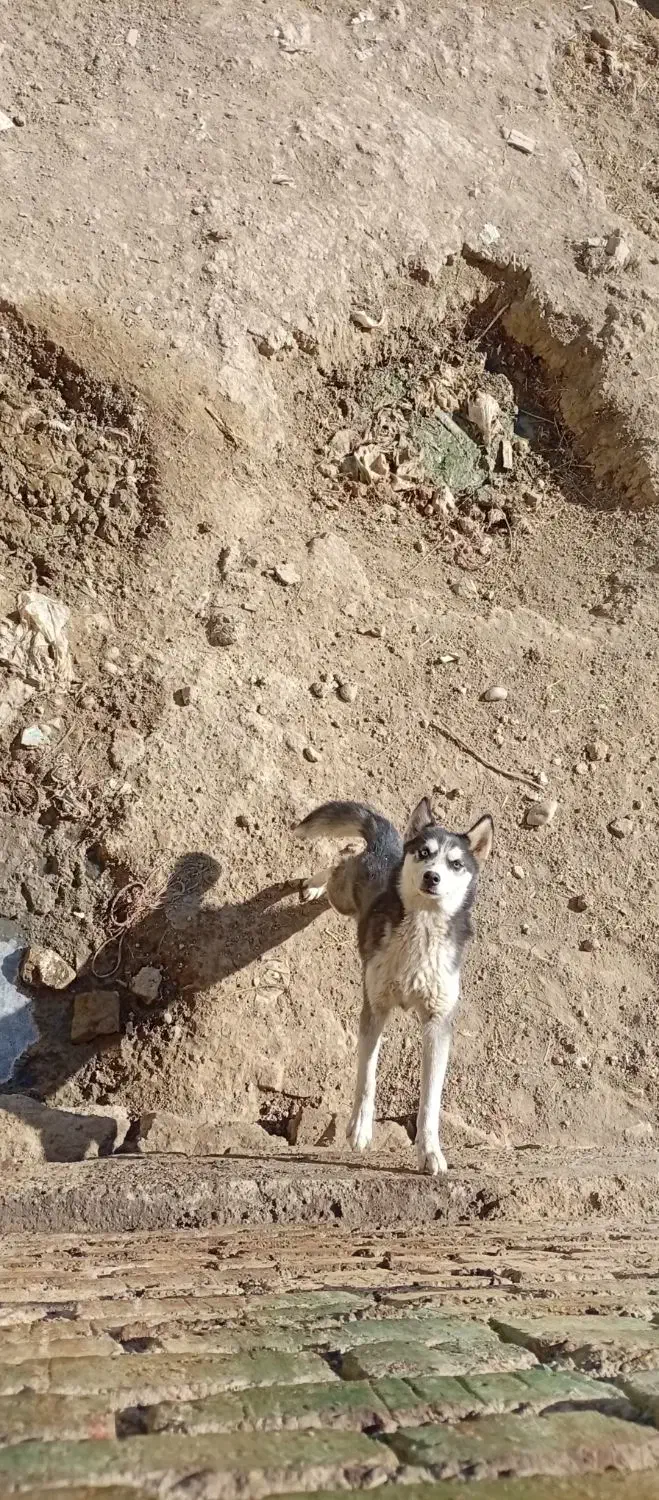 هاسکی|سگ|ارومیه, |دیوار