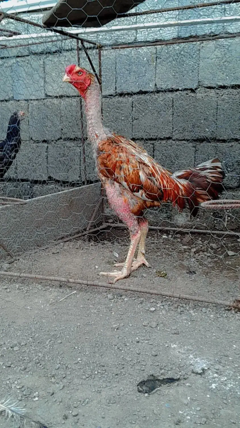 خروس|حیوانات مزرعه|حویق, |دیوار