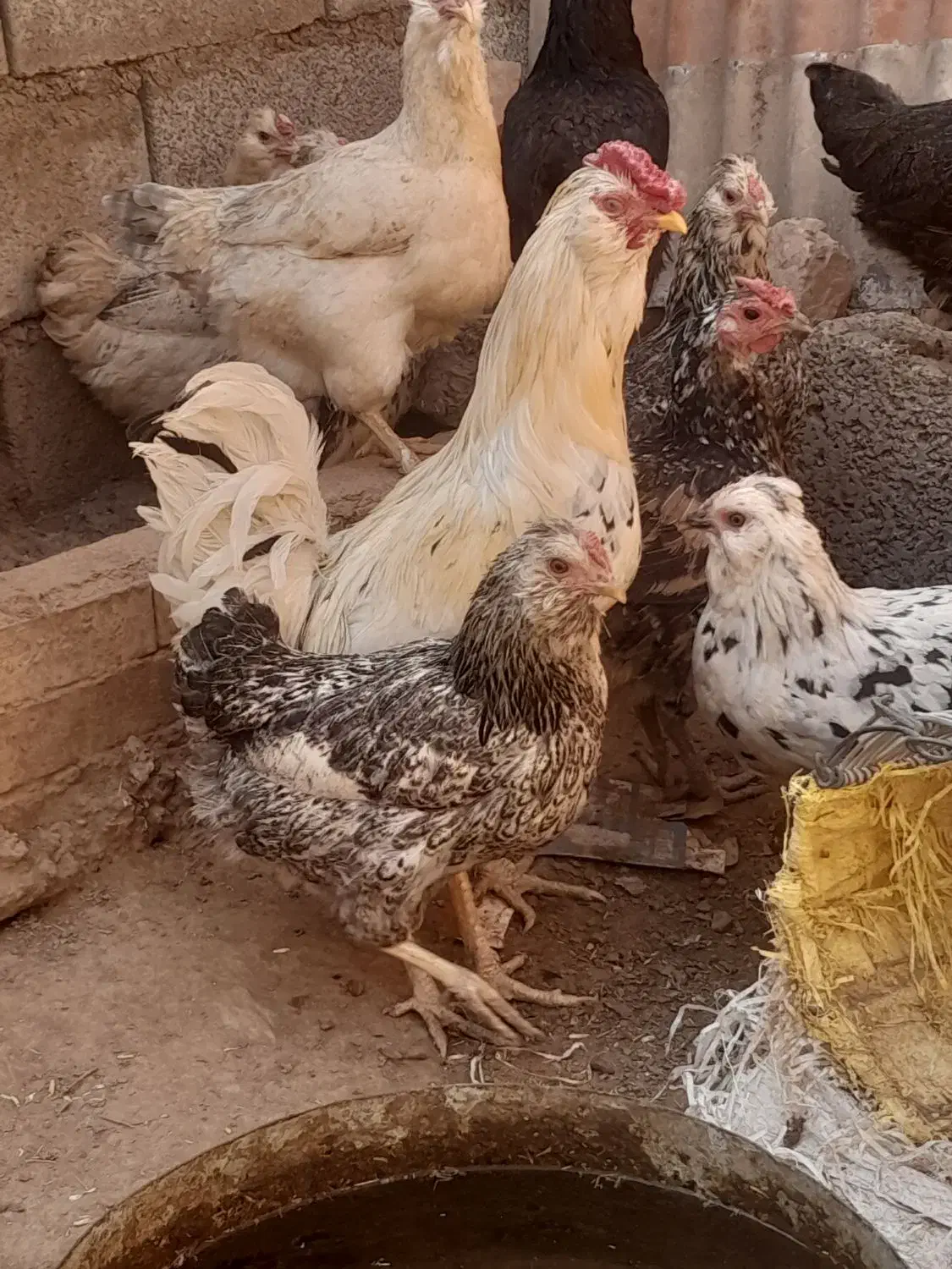 خروس گلین|حیوانات مزرعه|مسجد سلیمان, |دیوار