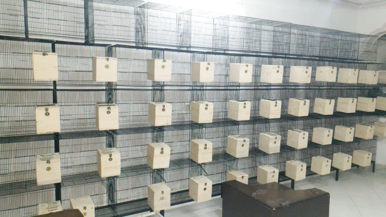 لاوبرد قناری برزیلی قفس ملنگو طوطی|پرنده|مشهد, فاطمیه|دیوار