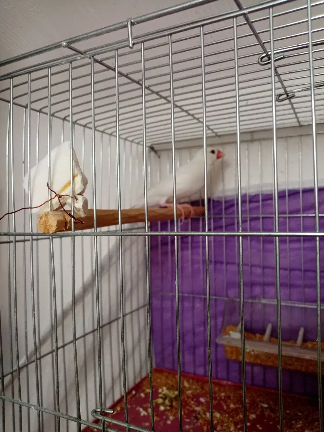 فنچ نرگسی نر|پرنده|بوکان, |دیوار