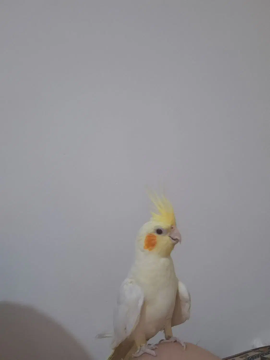 عروس هلندی|پرنده|فردیس, سرحدی|دیوار