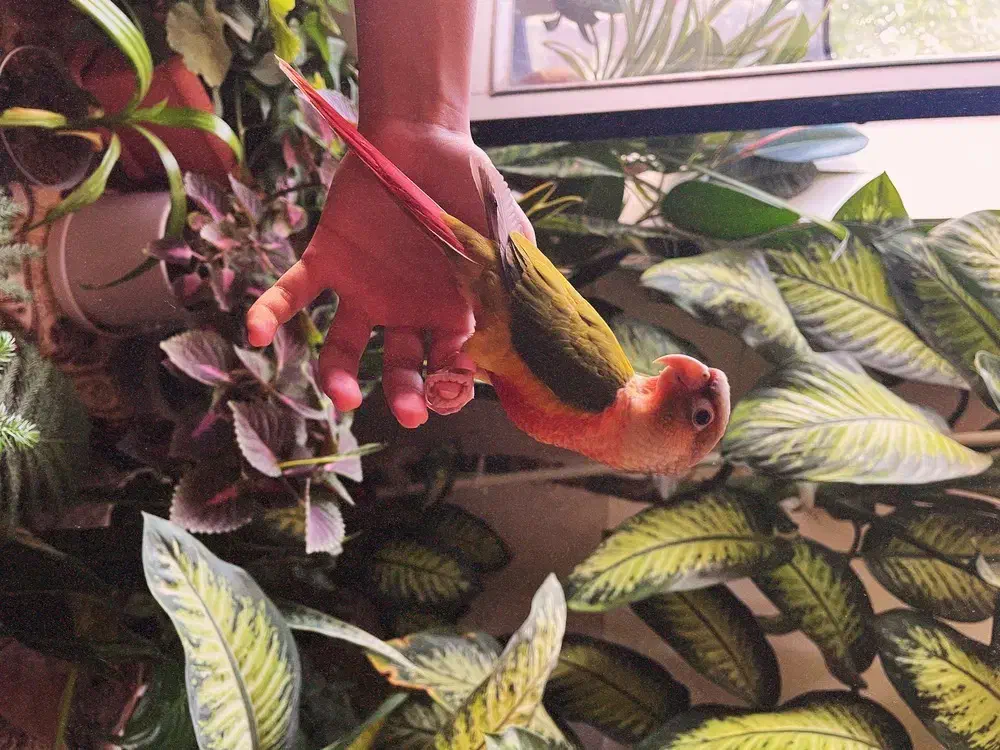 طوطی گیرینچیک|پرنده|فرمهین, |دیوار