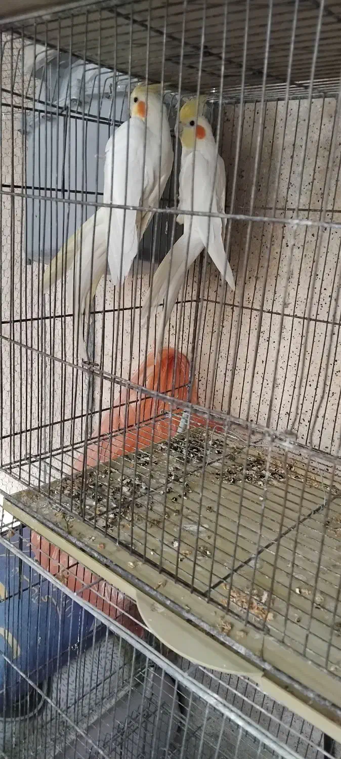 عروس هلندی دوسر لوتینو مولد تضمینی|پرنده|بجنورد, |دیوار