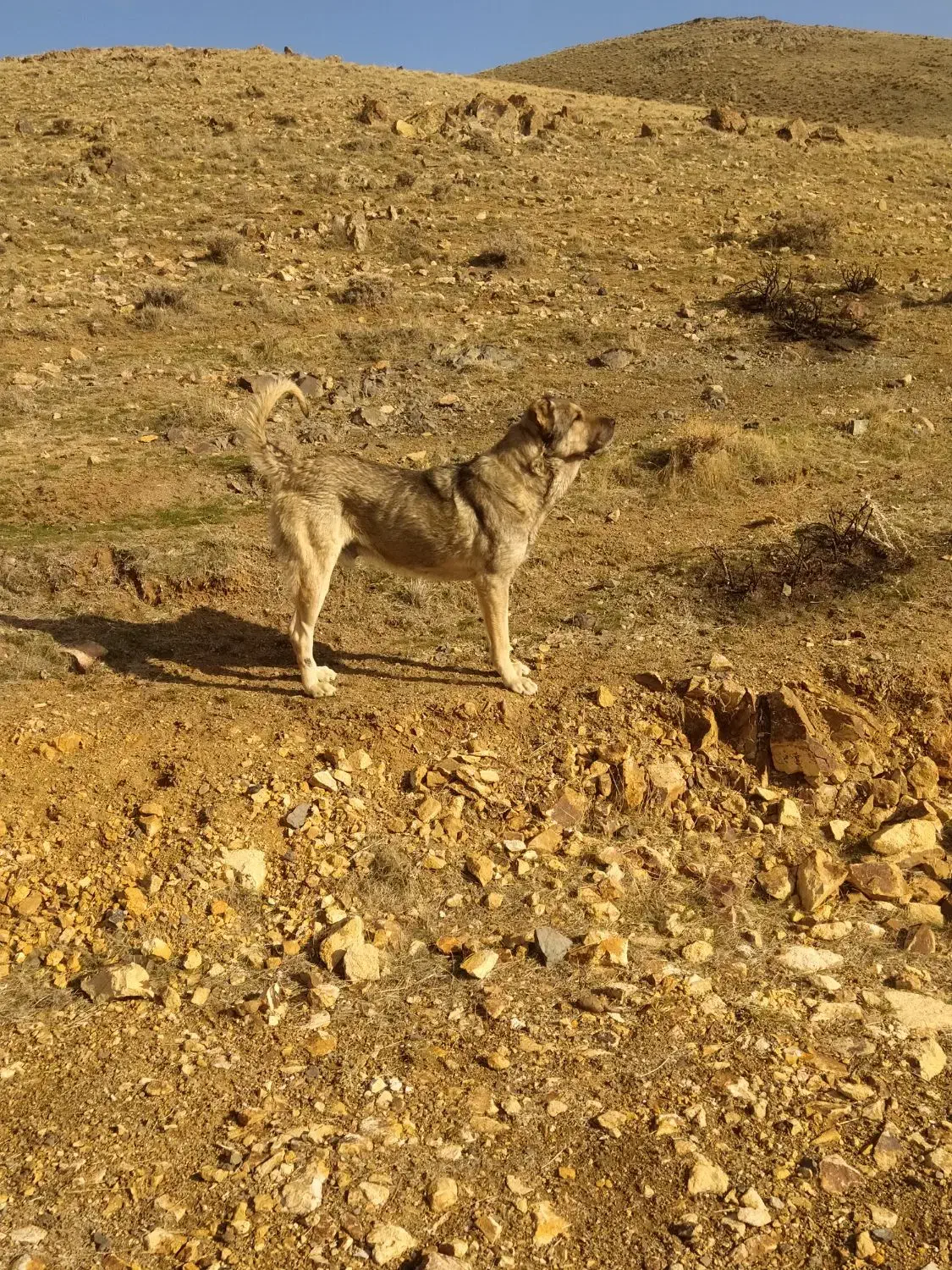 سگ سرابی|سگ|زنجان, |دیوار