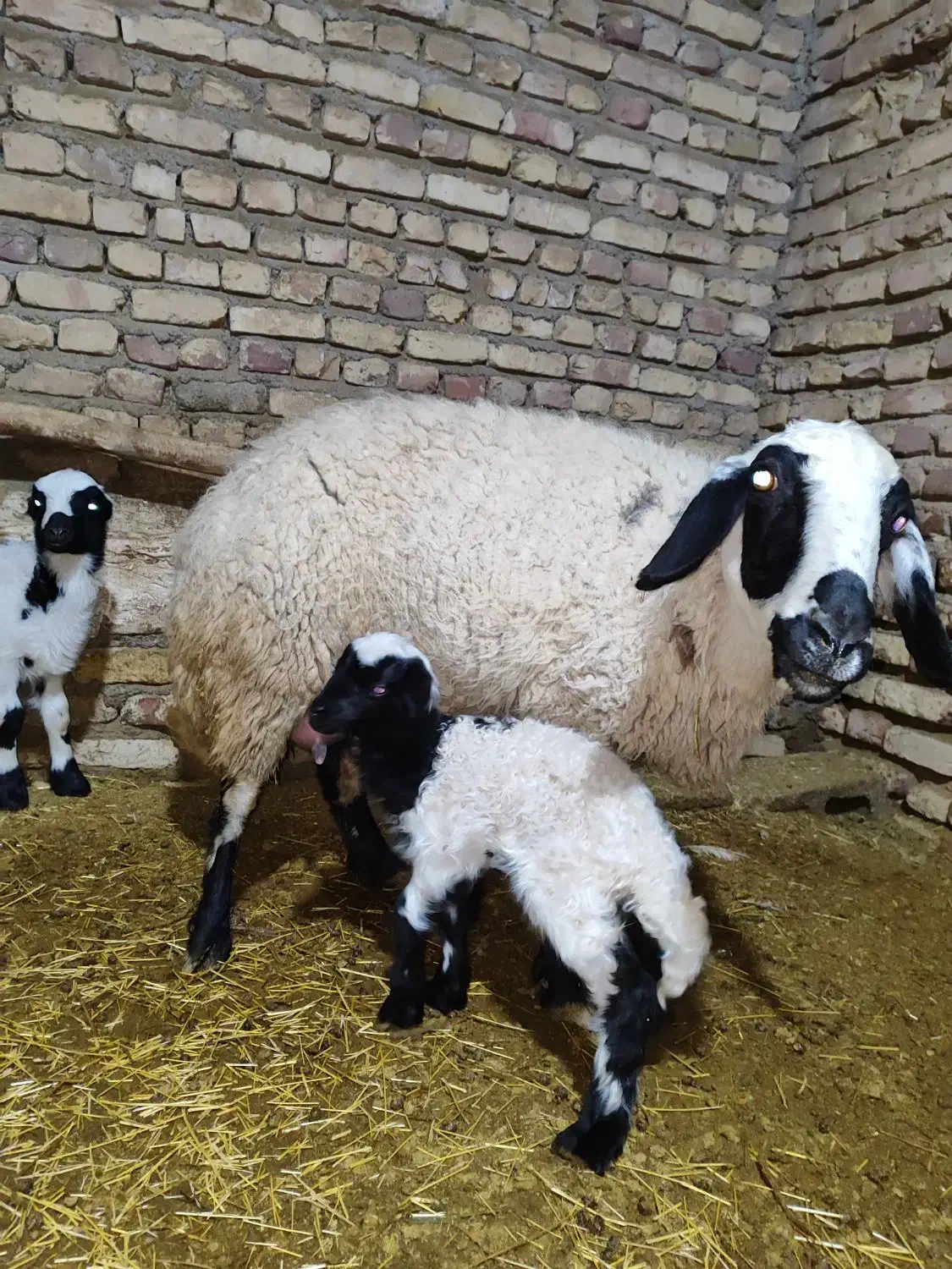 میش بره|حیوانات مزرعه|یزدان شهر, |دیوار