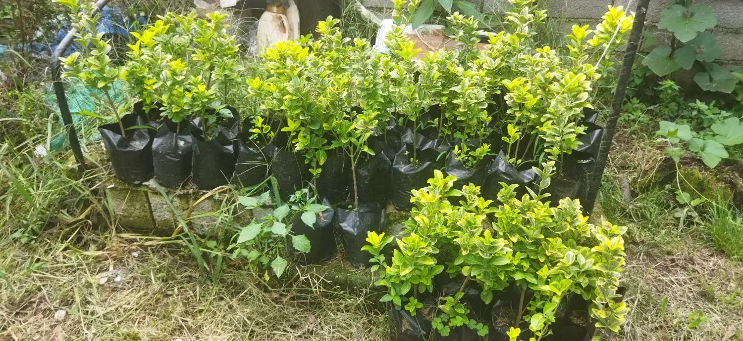 شمشاد طلایی سبز|خدمات باغبانی و درختکاری|کلاچای, |دیوار