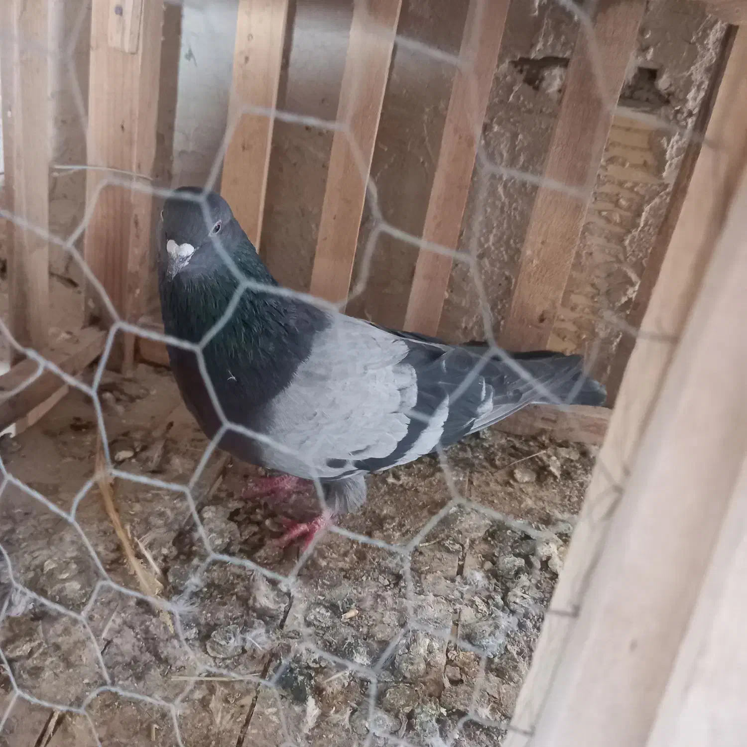 پرنده|پرنده|ابهر, |دیوار