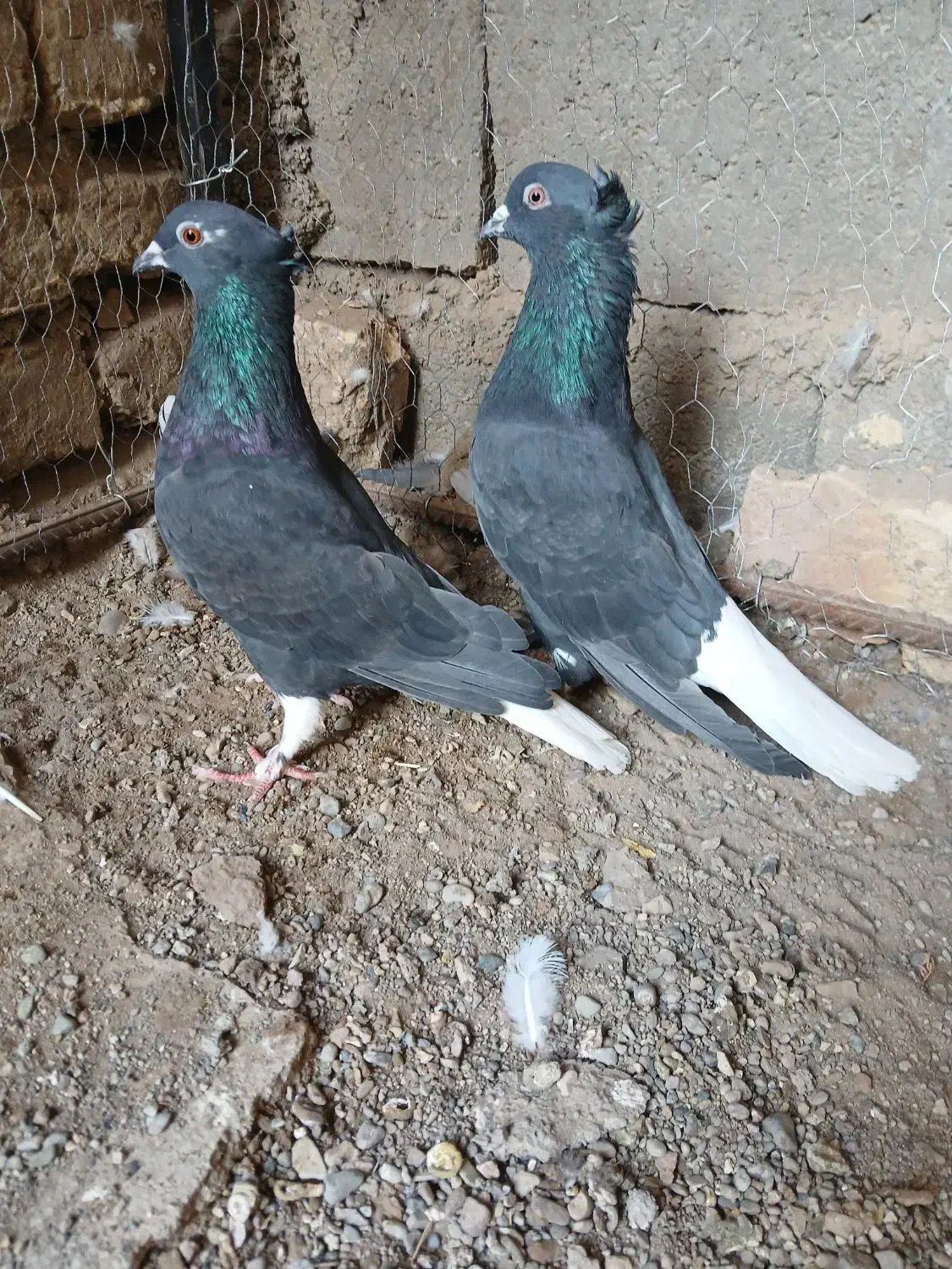 کفتر،نرماده آس|پرنده|تربتحیدریه, بی بی حسنیه|دیوار