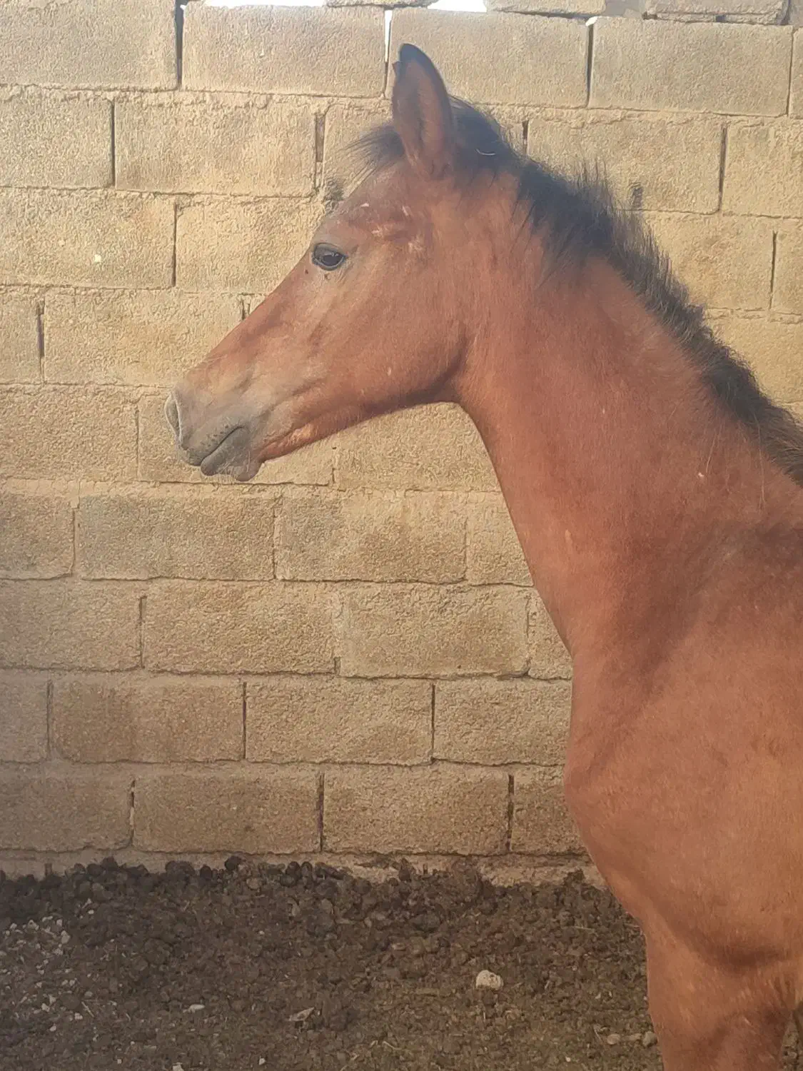 اسب|اسب و تجهیزات اسبسواری|شادگان, |دیوار