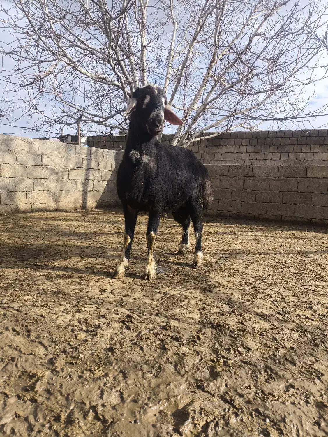 توغلو|حیوانات مزرعه|محمدبار, |دیوار