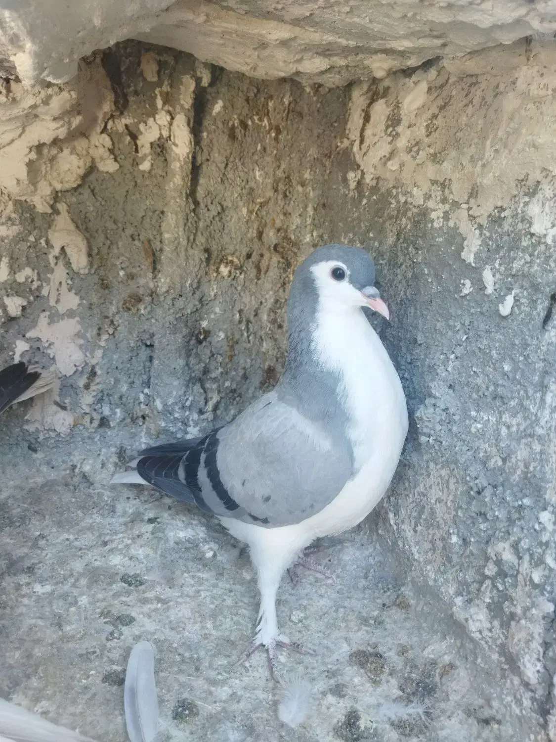 جوجه ساده سبز|پرنده|تربت‌حیدریه, یحیی آباد|دیوار