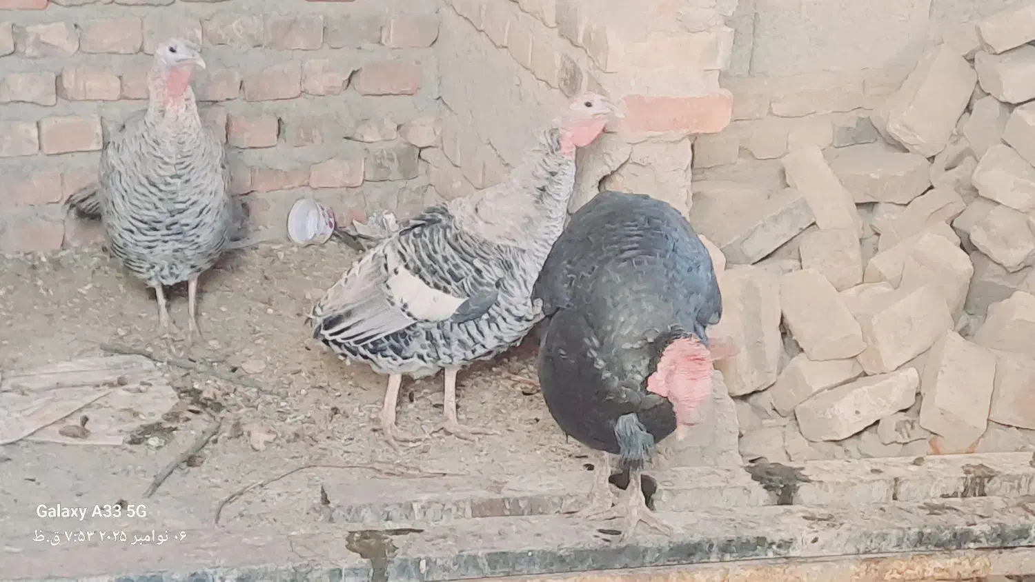 حیوانات بالدار|حیوانات مزرعه|خاش, |دیوار