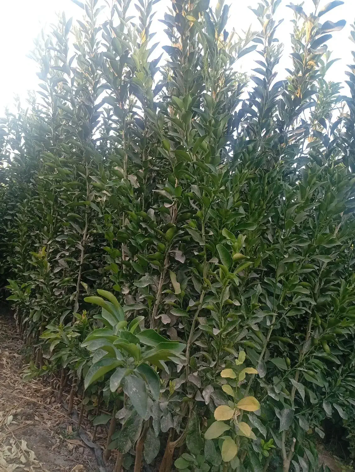 فروش انواع نهال مرکبات گلدانی|گل و گیاه طبیعی|عنبرآباد, |دیوار