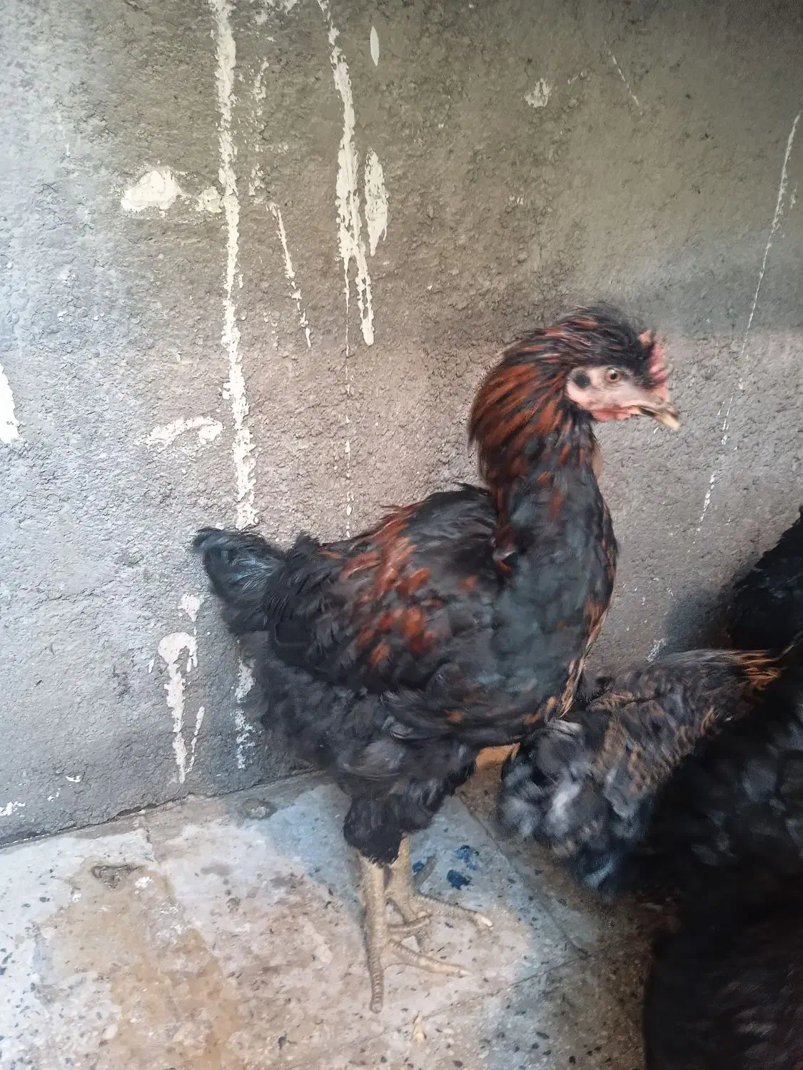 خروس|حیوانات مزرعه|صباشهر, |دیوار