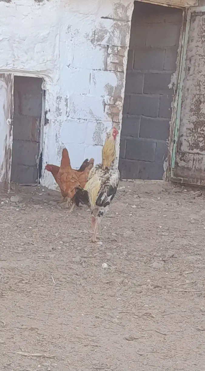 خروس لاری|حیوانات مزرعه|اردبیل, |دیوار