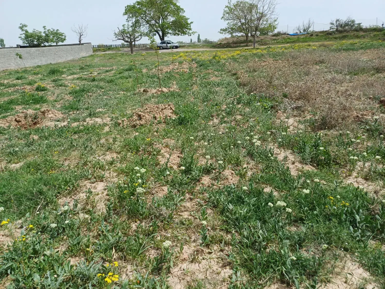 زمین ویلایی سیس|فروش زمین و ملک کلنگی|شبستر, |دیوار