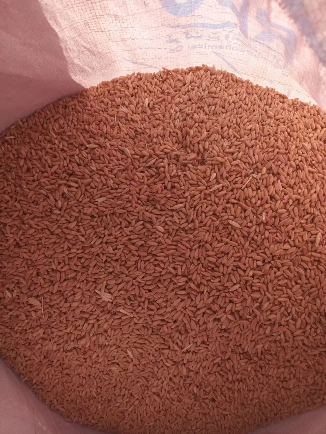 گندم بذری|خدمات باغبانی و درختکاری|گل تپه, |دیوار