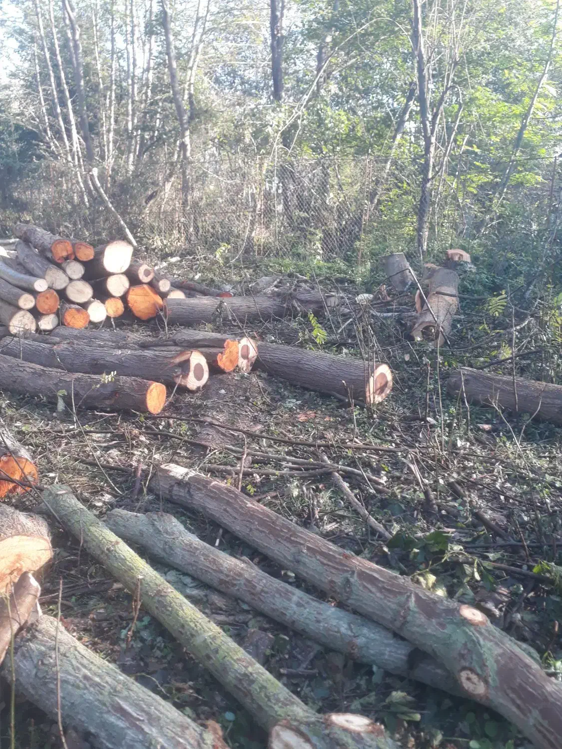 چوب توسکا و اوجا و افرا...|خدمات باغبانی و درختکاری|سنگر, |دیوار