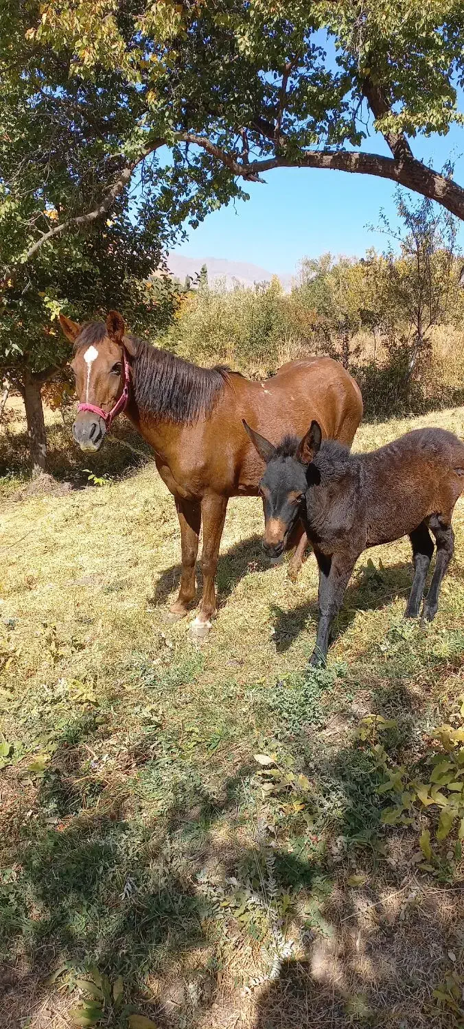 اسب مادیان|اسب و تجهیزات اسبسواری|میانه, |دیوار