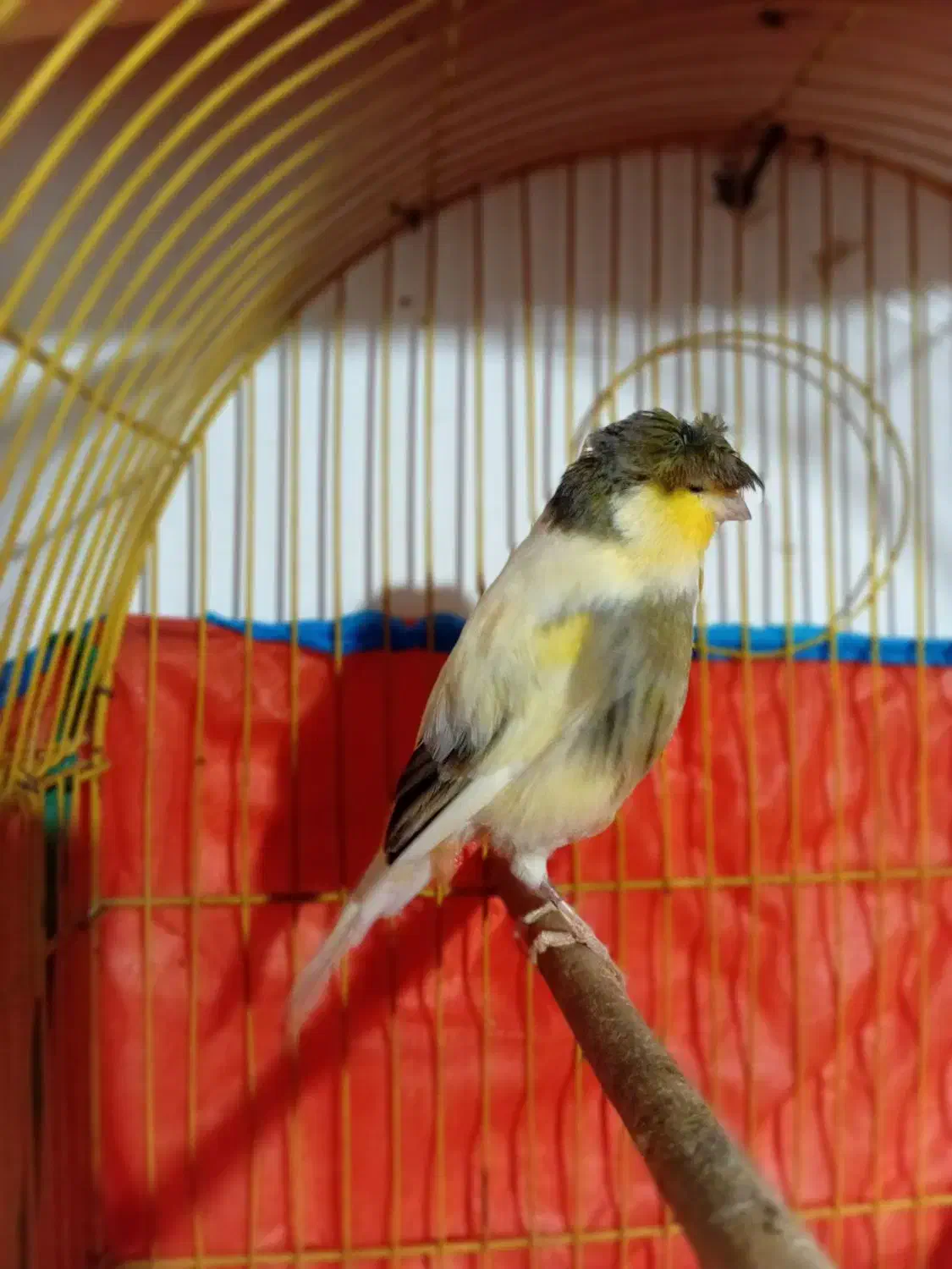 قناری|پرنده|چهارباغ, |دیوار