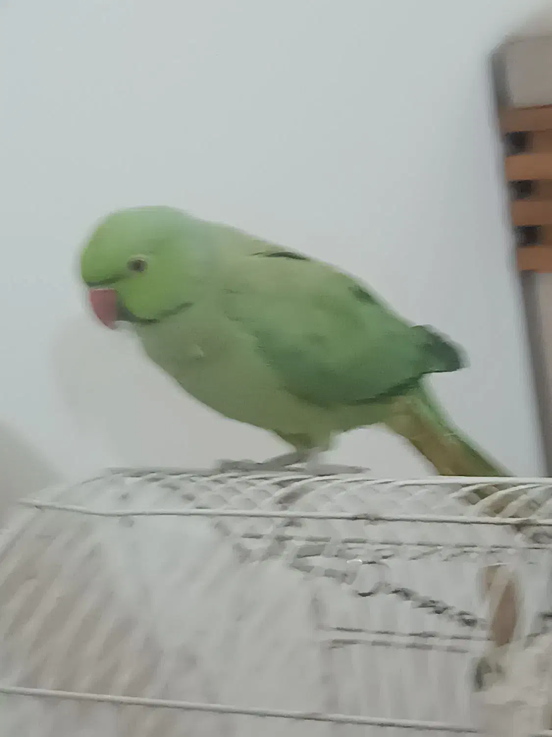 طوطی ملنگو|پرنده|کلاچای, |دیوار