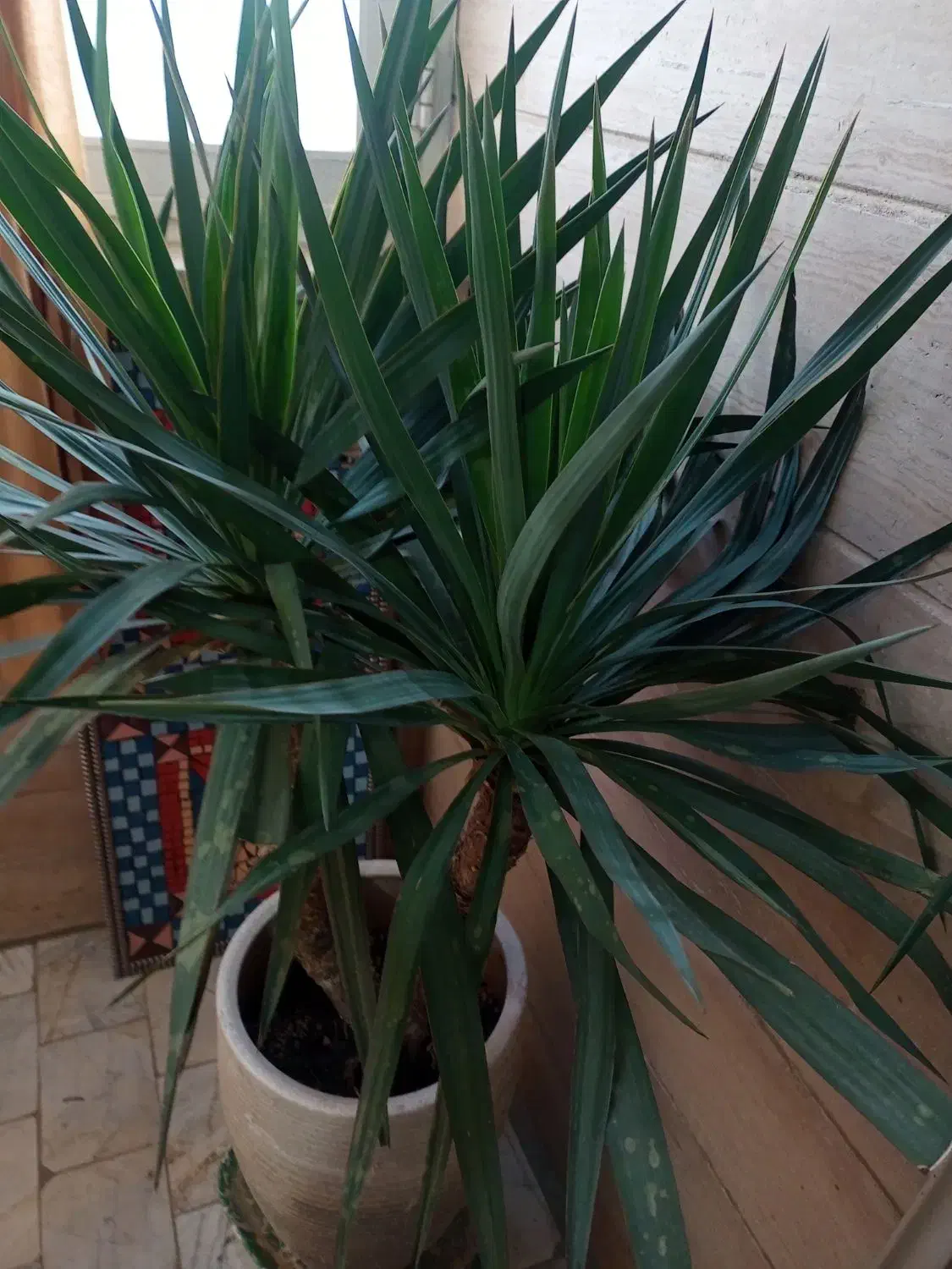 دو عدد گل یوکا وحشی|گل و گیاه طبیعی|کرج, گلشهر|دیوار