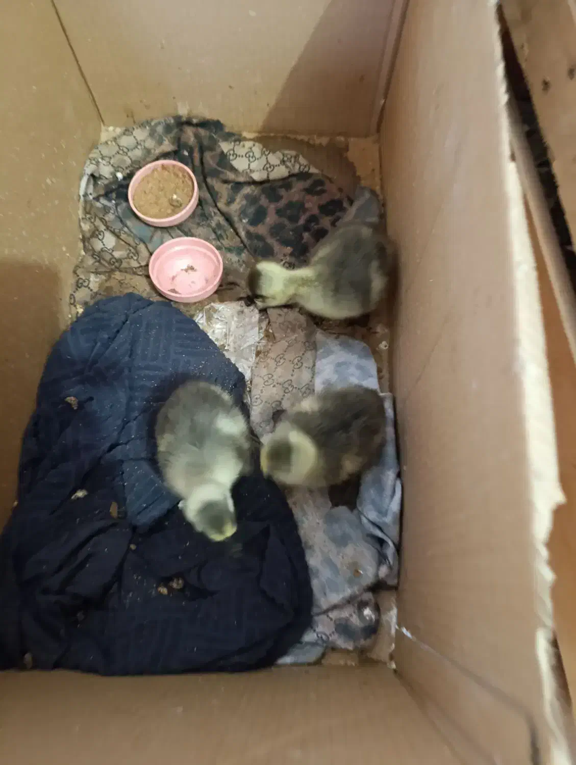 جوجه قوغاز . جوجه مرغ گلین چناران|حیوانات مزرعه|مشهد, شهرک امام هادی (شهرک غرب)|دیوار