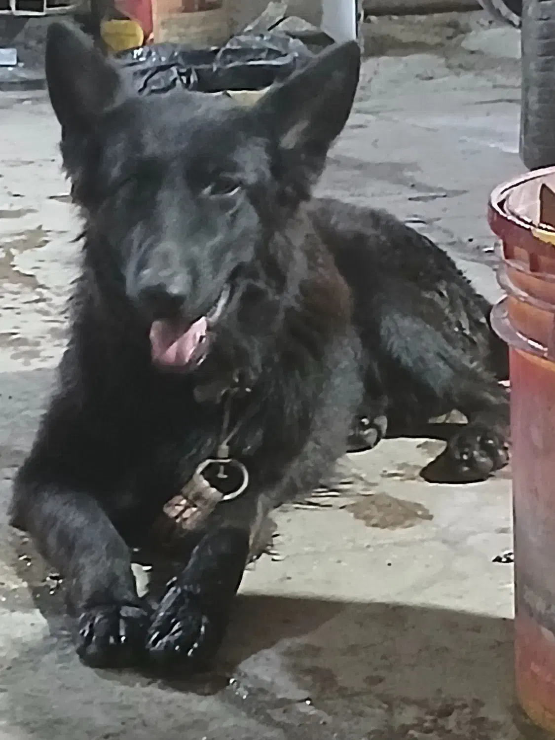 سگ جرمن بلک یک ساله|سگ|شیراز, عادل آباد|دیوار