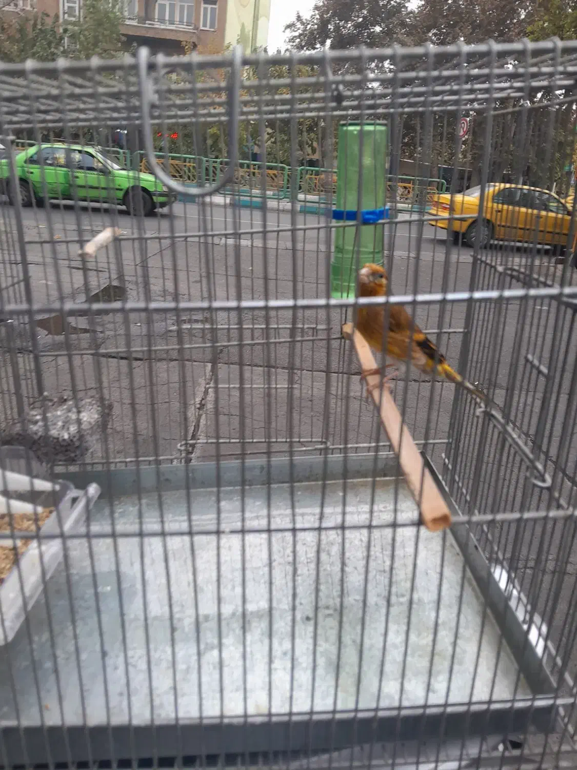 سهره قناری رنگ سرخ|پرنده|تهران, فلسطین (میدان انقلاب)|دیوار